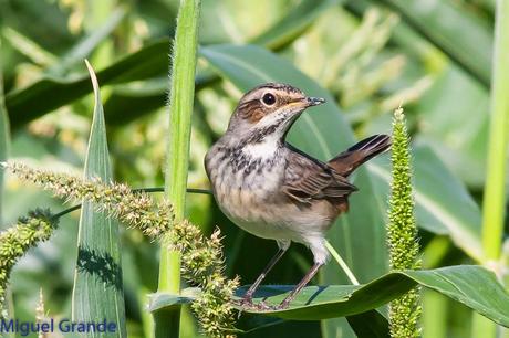 HUMEDAL DE LA BALSA DE LA MUEDA-AIBAR NAVARRA