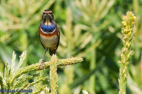 HUMEDAL DE LA BALSA DE LA MUEDA-AIBAR NAVARRA