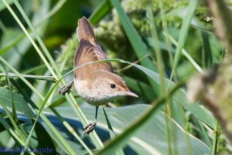 HUMEDAL DE LA BALSA DE LA MUEDA-AIBAR NAVARRA