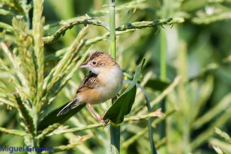 HUMEDAL DE LA BALSA DE LA MUEDA-AIBAR NAVARRA