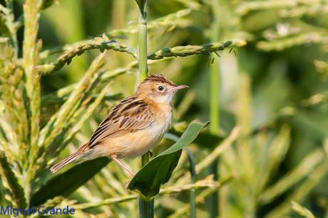 HUMEDAL DE LA BALSA DE LA MUEDA-AIBAR NAVARRA