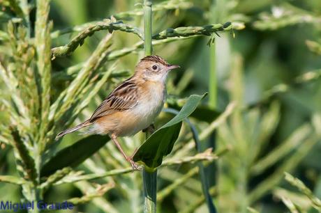 HUMEDAL DE LA BALSA DE LA MUEDA-AIBAR NAVARRA