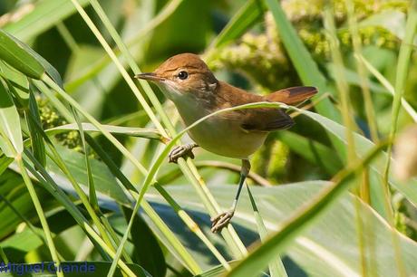 HUMEDAL DE LA BALSA DE LA MUEDA-AIBAR NAVARRA
