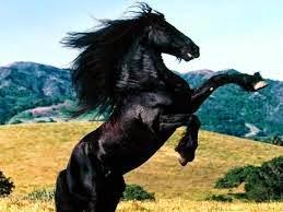 ¿Tu pieza favorita en el ajedrez?