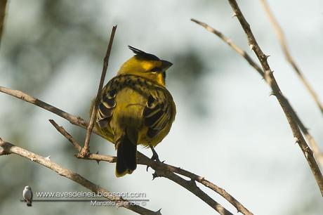 Cardenal amarillo ( Yellow Cardinal ) Gubernatrix cristata