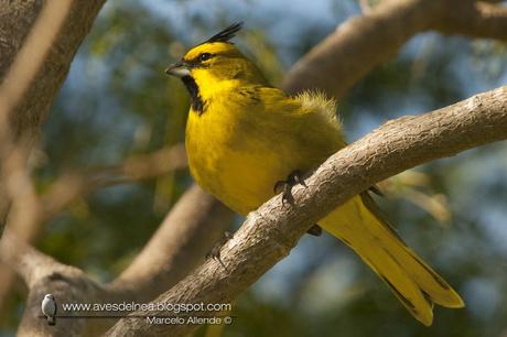 Cardenal amarillo ( Yellow Cardinal ) Gubernatrix cristata