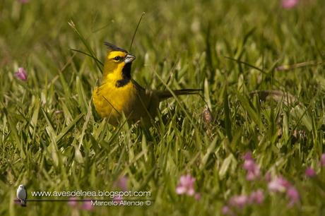 Cardenal amarillo ( Yellow Cardinal ) Gubernatrix cristata