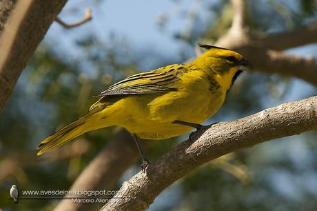 Cardenal amarillo ( Yellow Cardinal ) Gubernatrix cristata