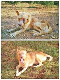 Simba the dog recuperado