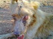 animales psicopatas