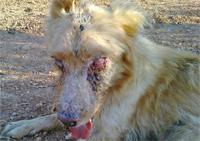 Simba the dog torturado