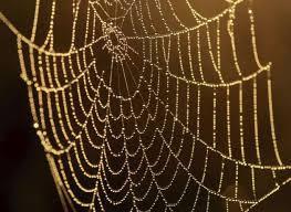 Como cazan las arañas