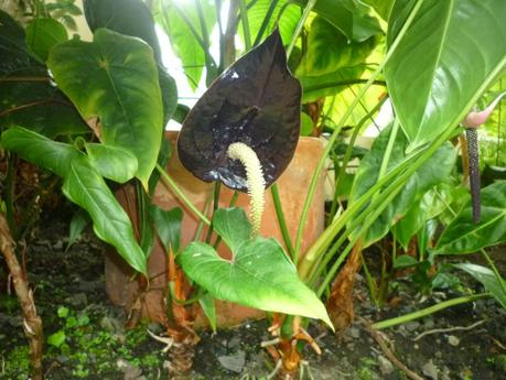 El jardín botánico de Bogotá es un paraíso