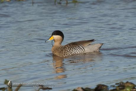 Pato capuchino (Silver Teal) Anas versicolor