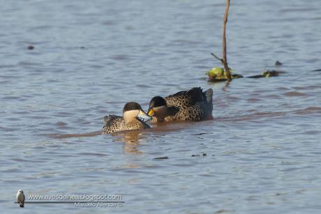 Pato capuchino (Silver Teal) Anas versicolor