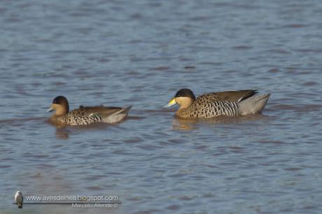 Pato capuchino (Silver Teal) Anas versicolor