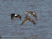Pato capuchino (Silver Teal) Anas versicolor