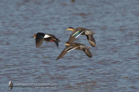 Pato capuchino (Silver Teal) Anas versicolor