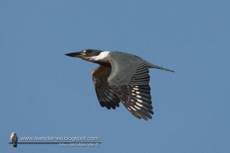 Martín pescador grande (Ringed Kingfisher) Megaceryle torquata