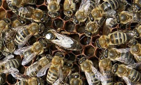 Estados Unidos decidida a salvar sus abejas