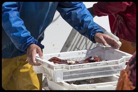 Rincones de Garrucha, Almería
