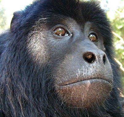 Monos carayá regresan a la selva  Después de un año y medio de recuperación, los monos aulladores (Alouatta caraya) entregados por la Dirección Nacional de Fauna Silvestre, ingresaron a un recinto de pre-liberación. Como se recordará, en febrero de 2013, desde el Zoológico de Buenos Aires la mencionada Dirección trasladó un grupo de monos aulladores negros, provenientes del mascotismo al Centro Güirá Oga (Fundación Azara - Ministerio de Ecología de Misiones). Todos estos monos, más otro ejemplar hembra, llegado después desde Corrientes, se encuentran hoy en la isla, nuestro nuevo sector de rehabilitación inaugurado en mayo, pero por razones climáticas debimos posponer el traspaso de los mismos, desde el área de recuperación, hasta el sitio donde hoy se encuentran. Los monos se hallan en este ambiente selvático, tal como estarán en un futuro próximo. Aquí comenzarán a aprender a circular por los grandes árboles y desplazarse entre ellos como si estuvieran en la misma naturaleza, sin embargo, están en semi-cautiverio y son monitoreados, para evaluar su comportamiento. En el lugar, disponen de un refugio climatizado, debido a que hasta hora se los ha mantenido en esa condición, en el recinto de recuperación, sin embargo en poco tiempo más, se les irán retirando estas medidas protectoras, mientras ellos vayan capacitándose, en su desplazamiento entre los árboles. En 10 días que ellos están libres en la isla y gracias a que disponen de muchos árboles, enredaderas y arbustos silvestres, han cambiado su aspecto exterior y ha mejorado su metabolismo. Un pelo brillante y suave han adquirido en tan poco tiempo, al opaco y apelmazado pelo del cautiverio anterior. Sin duda en los carayás, este cambio favorece su supervivencia, que en cautiverio y por manejos erróneos es muy corta. Se estima que en este verano, el grupo de carayás con el que estamos trabajando, se encontrará definitivamente en la vida libre.