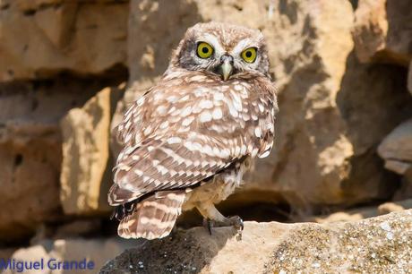 Mochuelo europeo-Athene noctua-Little owl-Moucho-Mussol comú-Mozoloa