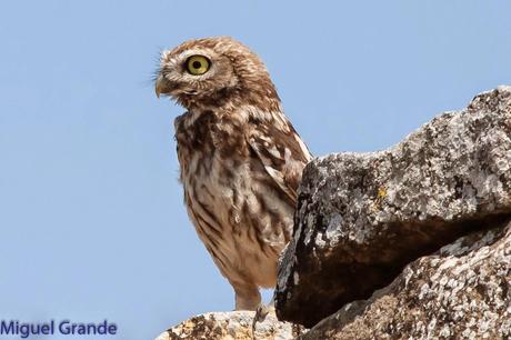 Mochuelo europeo-Athene noctua-Little owl-Moucho-Mussol comú-Mozoloa
