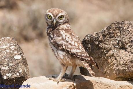 Mochuelo europeo-Athene noctua-Little owl-Moucho-Mussol comú-Mozoloa