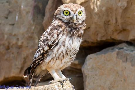Mochuelo europeo-Athene noctua-Little owl-Moucho-Mussol comú-Mozoloa