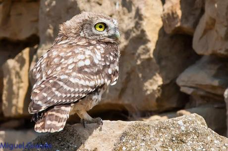 Mochuelo europeo-Athene noctua-Little owl-Moucho-Mussol comú-Mozoloa