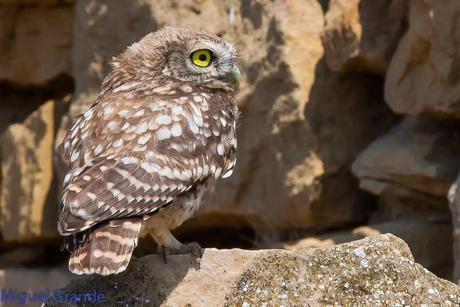 Mochuelo europeo-Athene noctua-Little owl-Moucho-Mussol comú-Mozoloa
