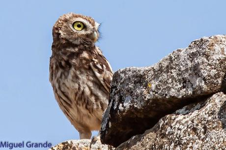 Mochuelo europeo-Athene noctua-Little owl-Moucho-Mussol comú-Mozoloa