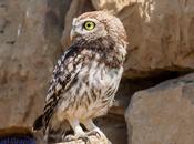 Mochuelo europeo-Athene noctua-Little owl-Moucho-Mussol comú-Mozoloa