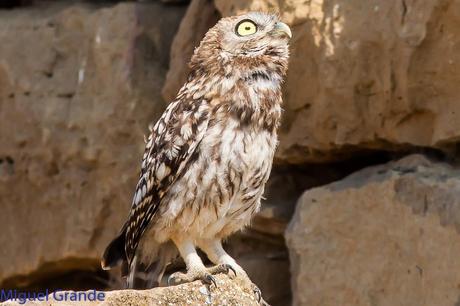 Mochuelo europeo-Athene noctua-Little owl-Moucho-Mussol comú-Mozoloa