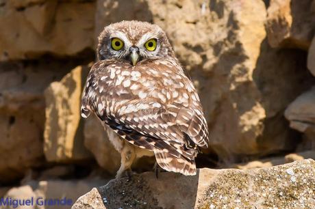 Mochuelo europeo-Athene noctua-Little owl-Moucho-Mussol comú-Mozoloa