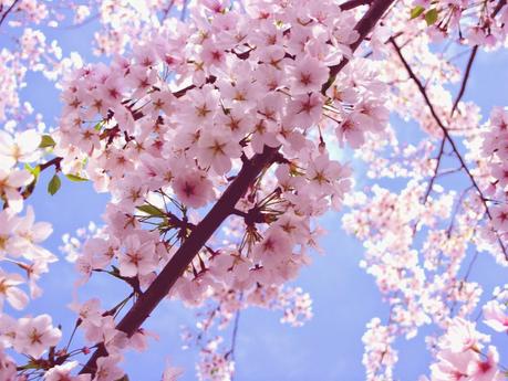 Uñas Cherry Blossom.