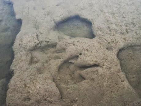 ¿Se menciona en la Biblia a los dinosaurios?