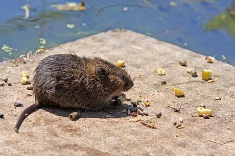 Ratas gigantes invaden el Reino Unido