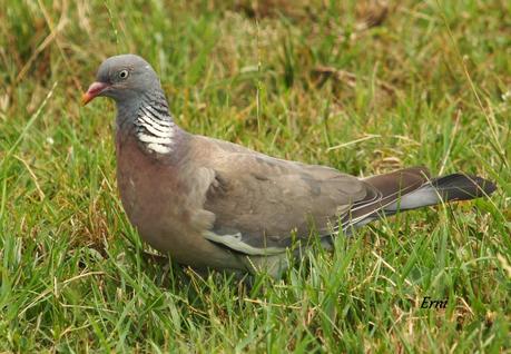 PALOMA TORCAZ (Columba palumbus)