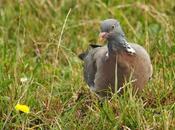 PALOMA TORCAZ (Columba palumbus)