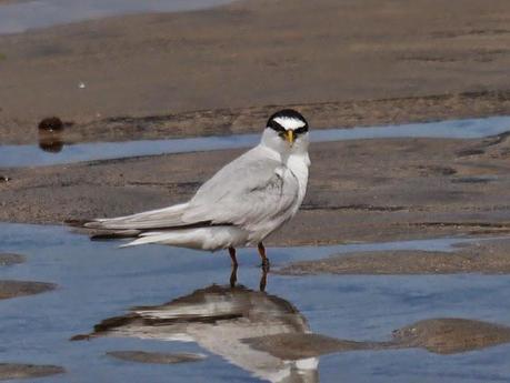 Charrancitos en paso