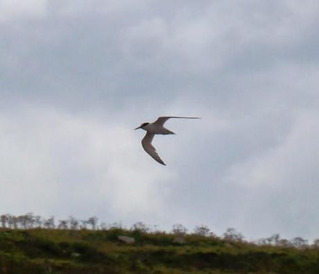 Charrancitos en paso