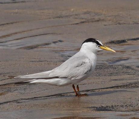 Charrancitos en paso
