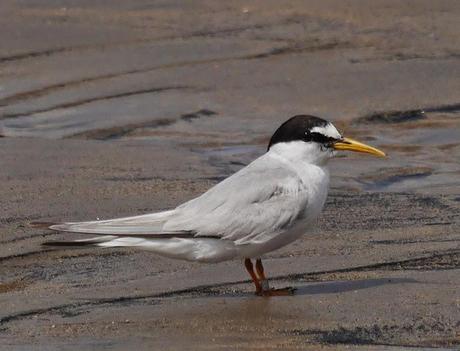 Charrancitos en paso