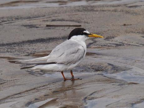 Charrancitos en paso
