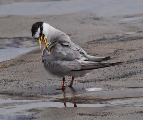 Charrancitos en paso