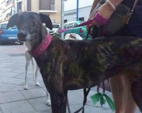 PINTO, PRECIOSO GALGO EN ADOPCIÓN. (MADRID)