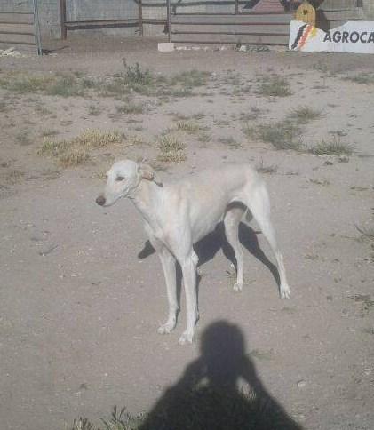 LEYENDA EN ADOPCION.