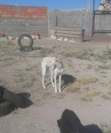 LEYENDA EN ADOPCION.